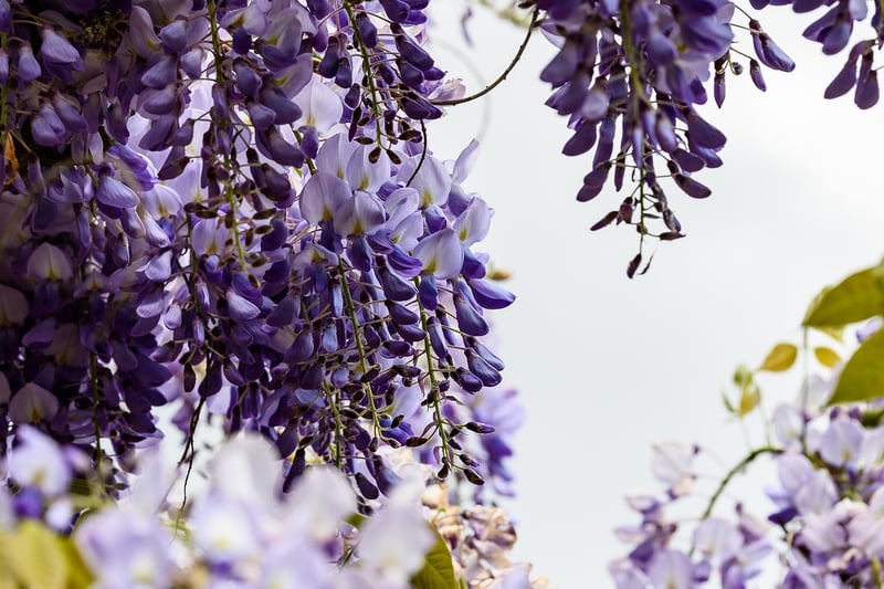 Floral Cascades
