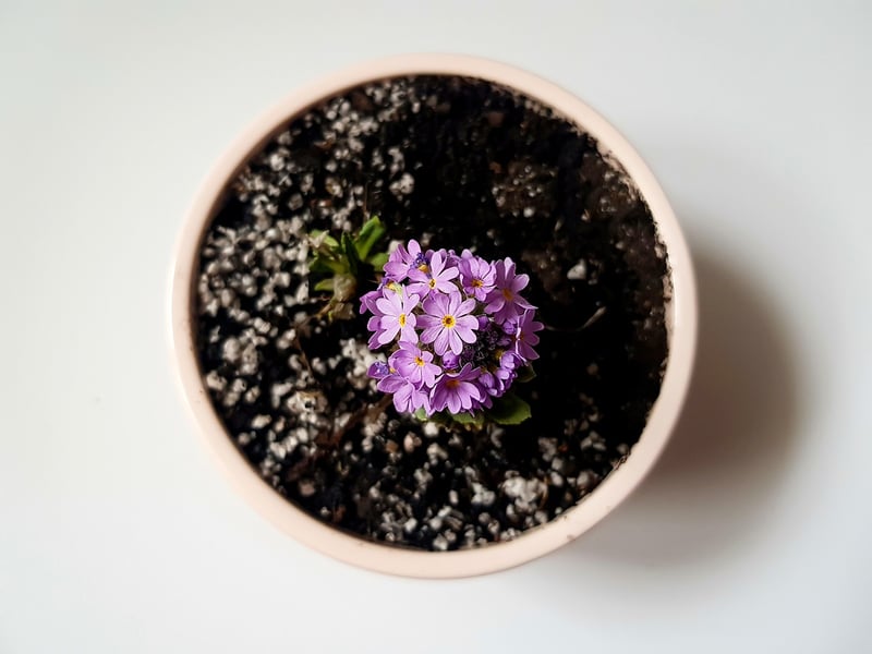 Flower Display