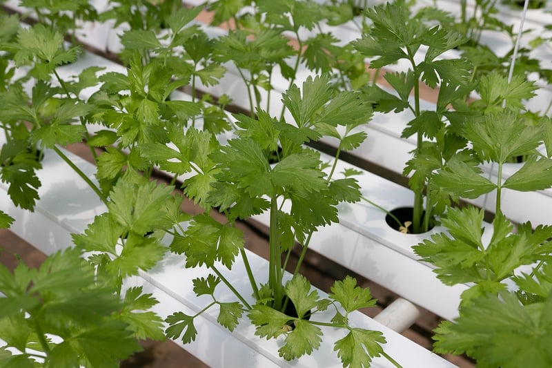 Hydroponic Tower