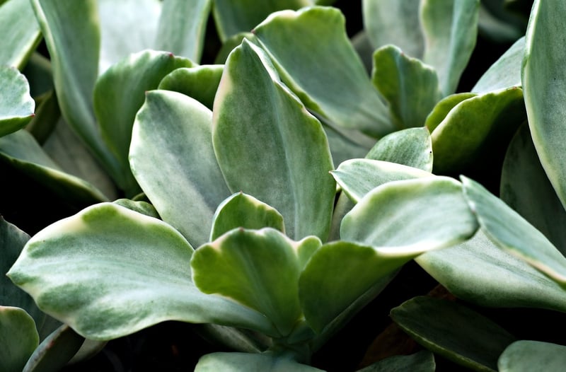 Succulent Wall